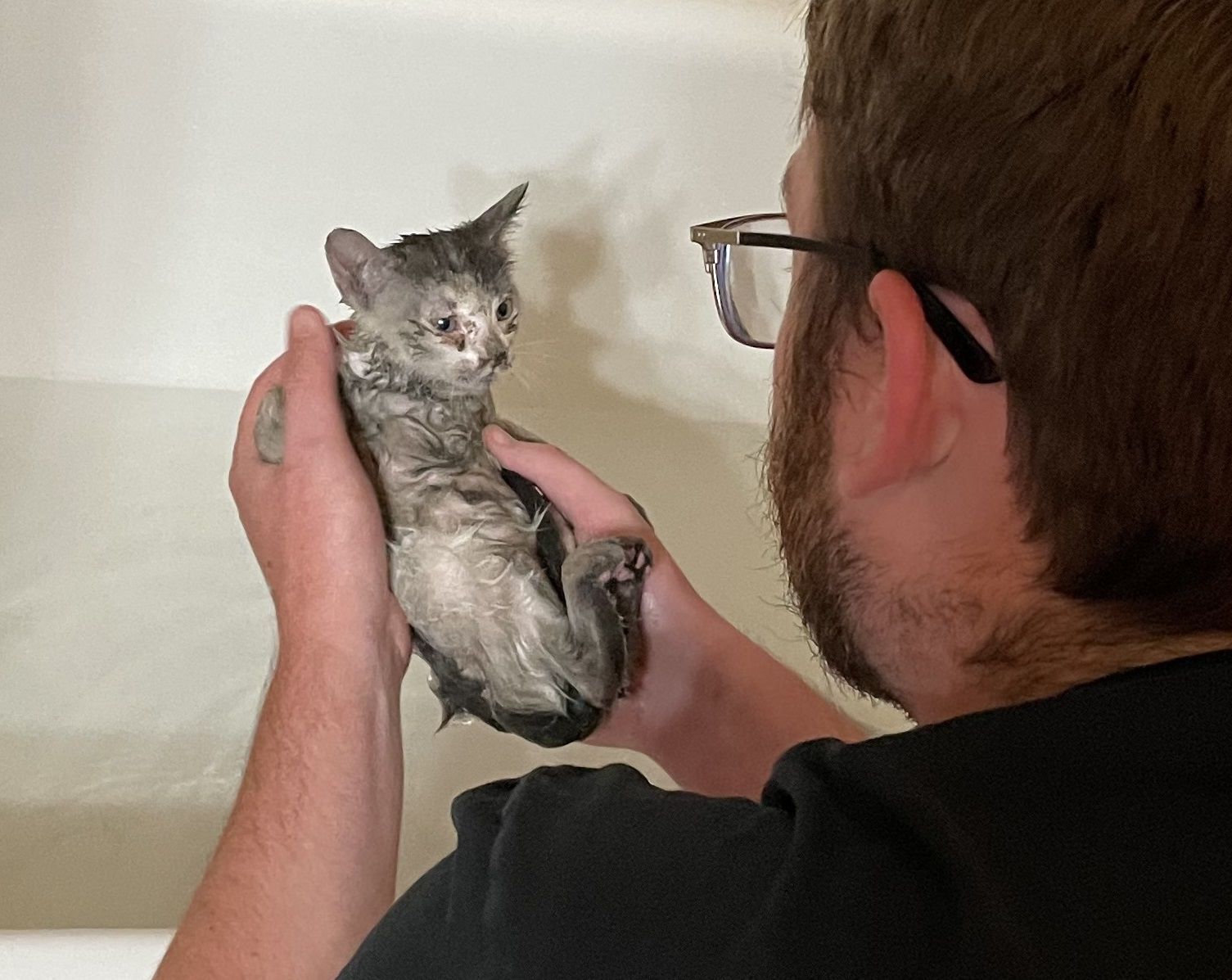 Stowaway kitty survives wild ride to Napa